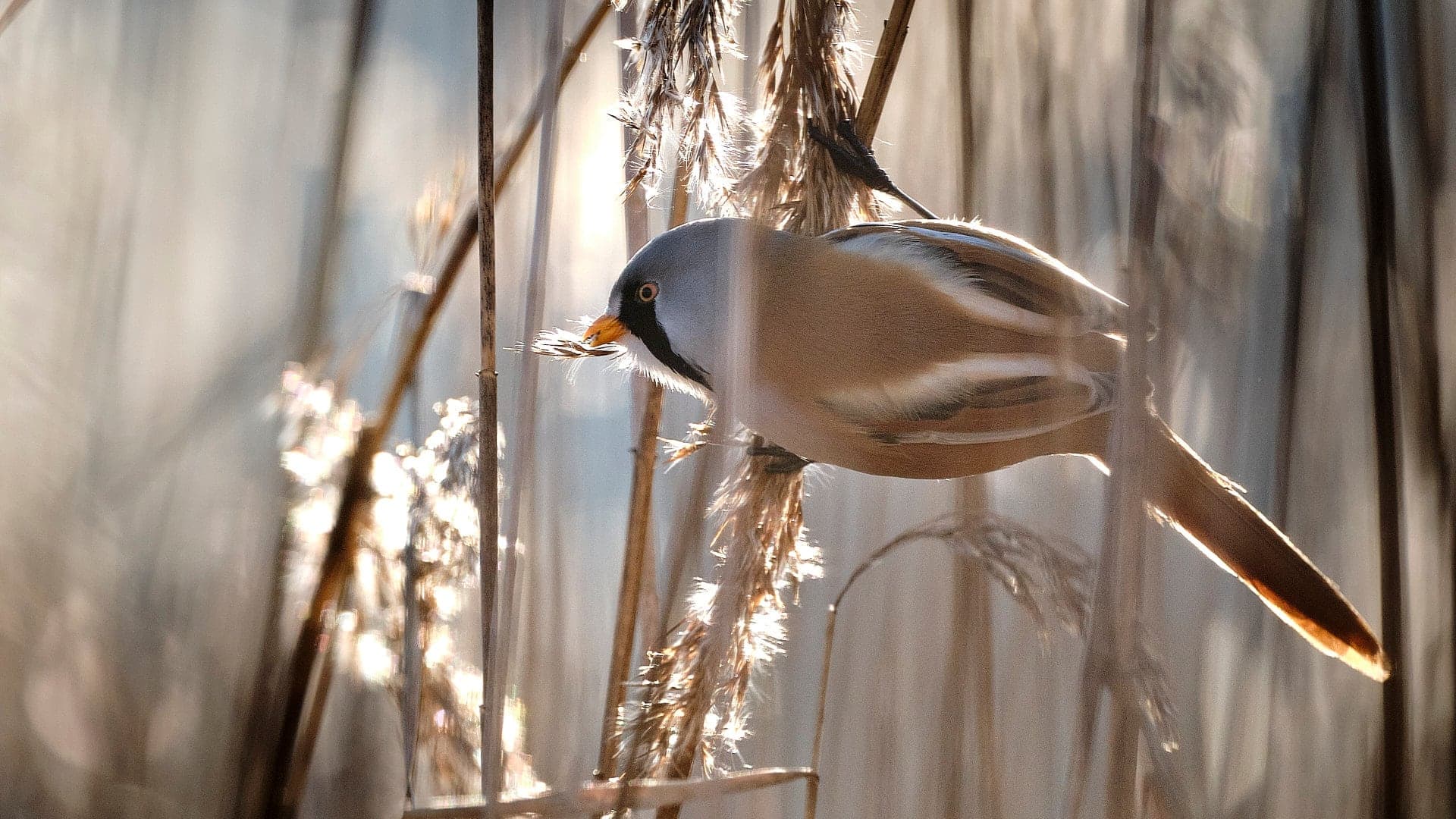 Bartmeise ©Image by Anna Sander
