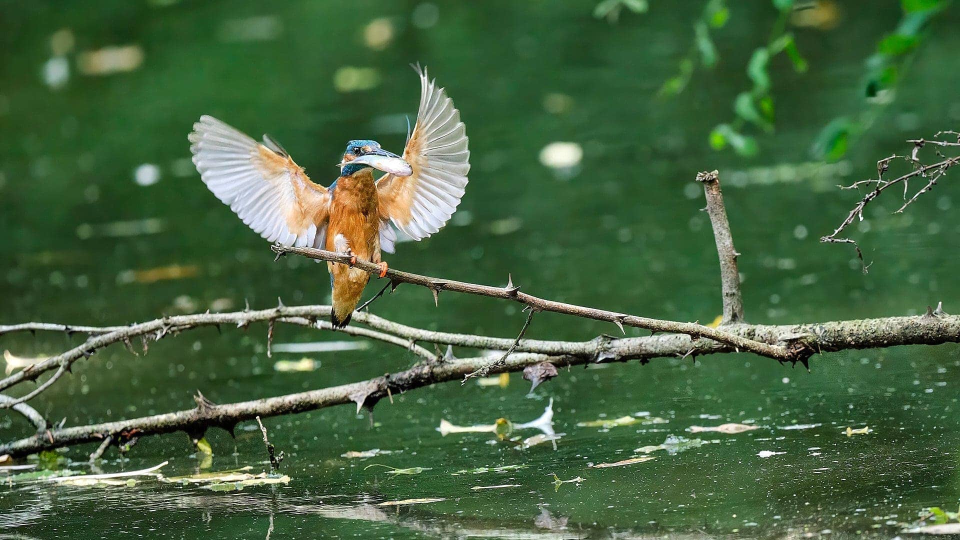 Eisvogel ©Image by Anna Sander