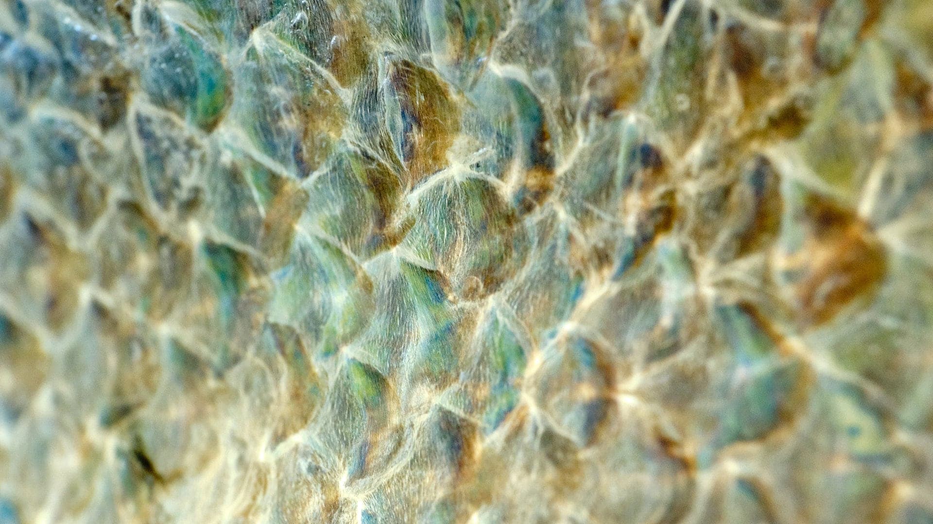 Makro ©Image by Anna Sander