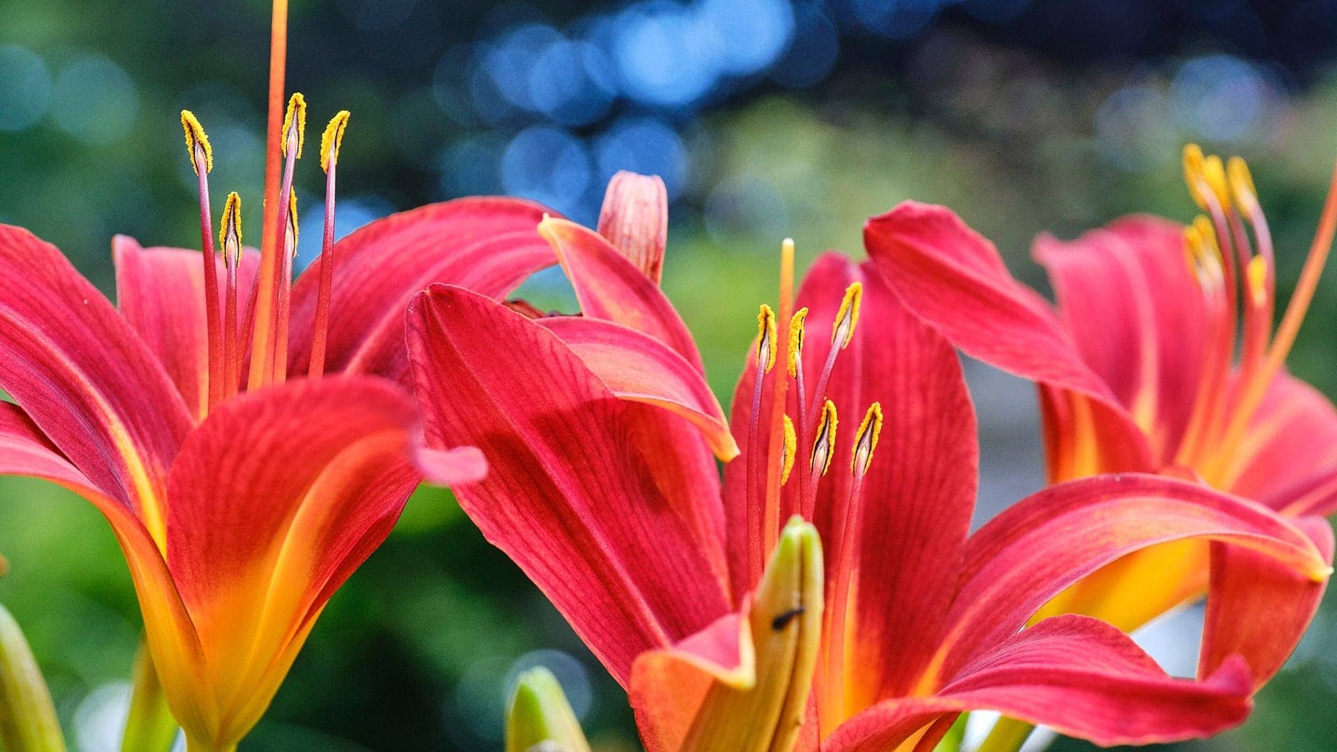 Pflanzen ©Image by Anna Sander