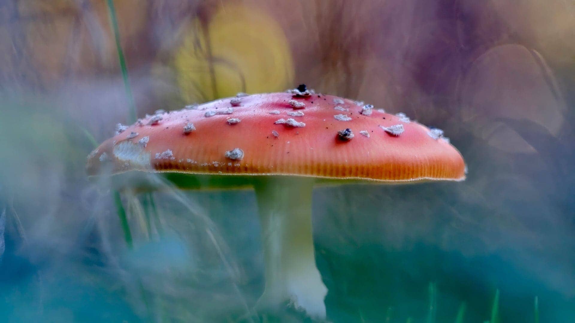 Pilze ©Image by Anna Sander