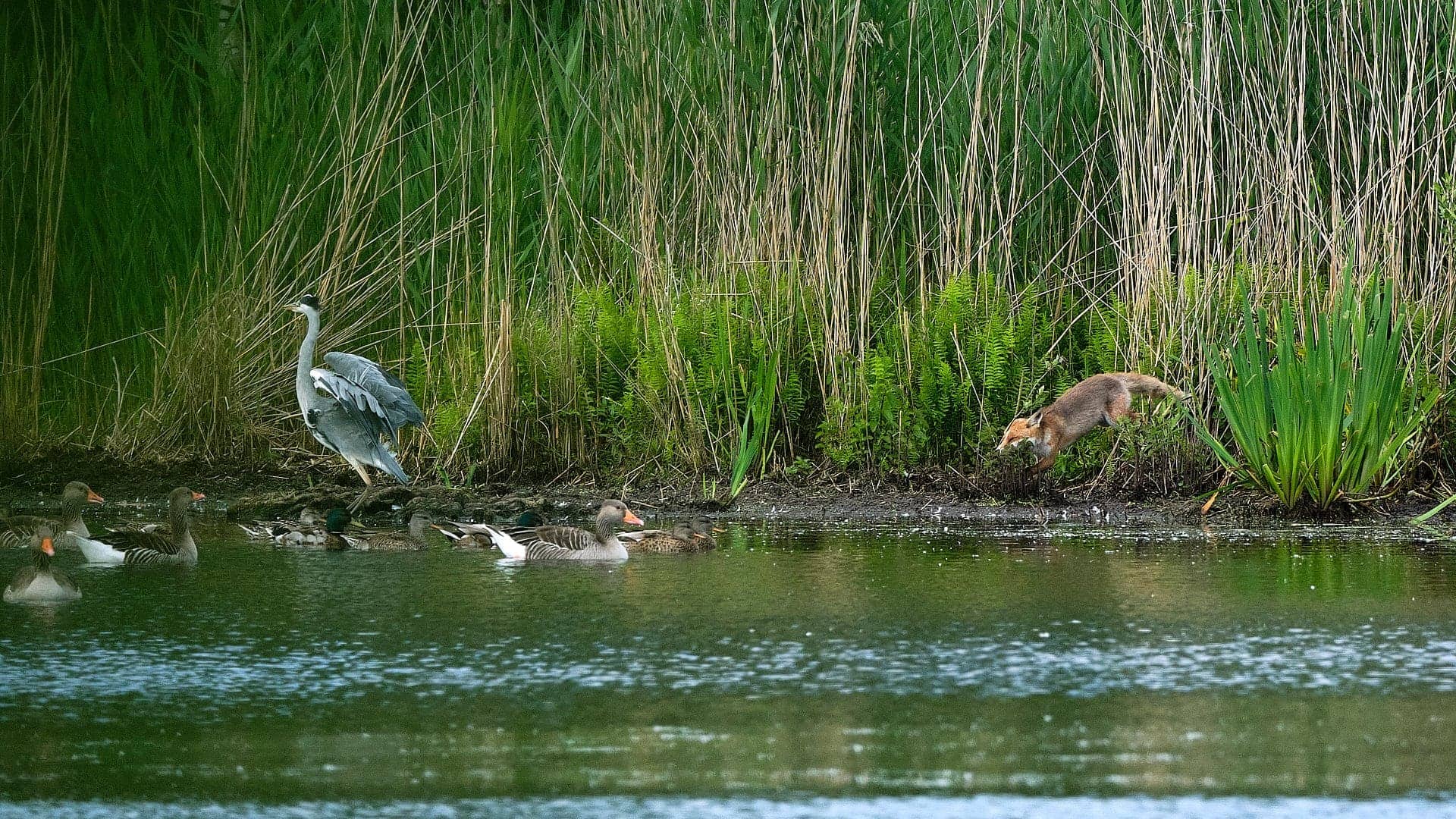 Schellbruch ©Image by Anna Sander