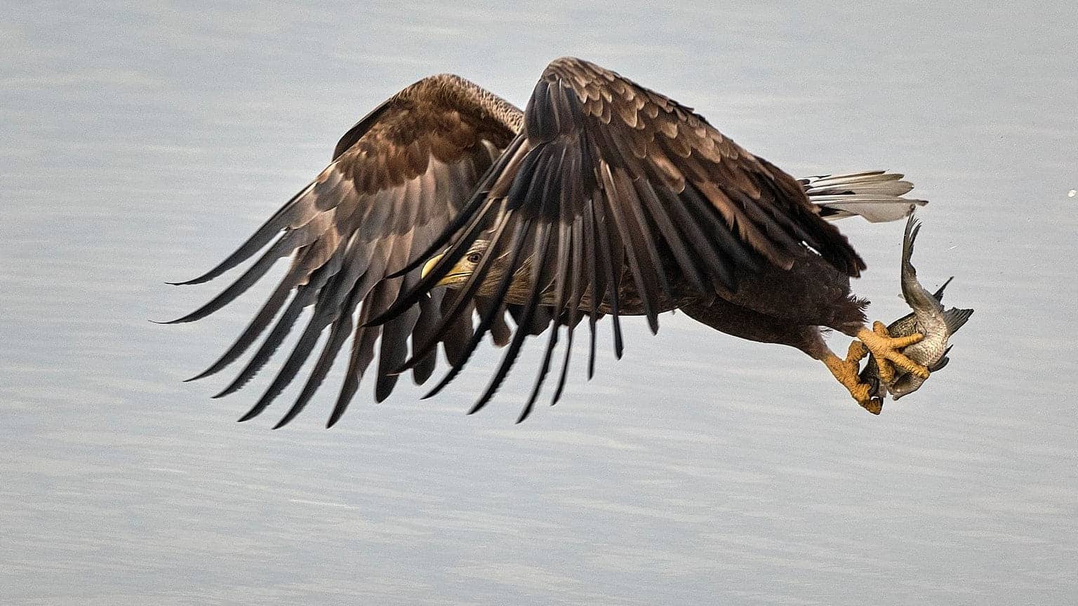 Seeadler ©Image by Anna Sander