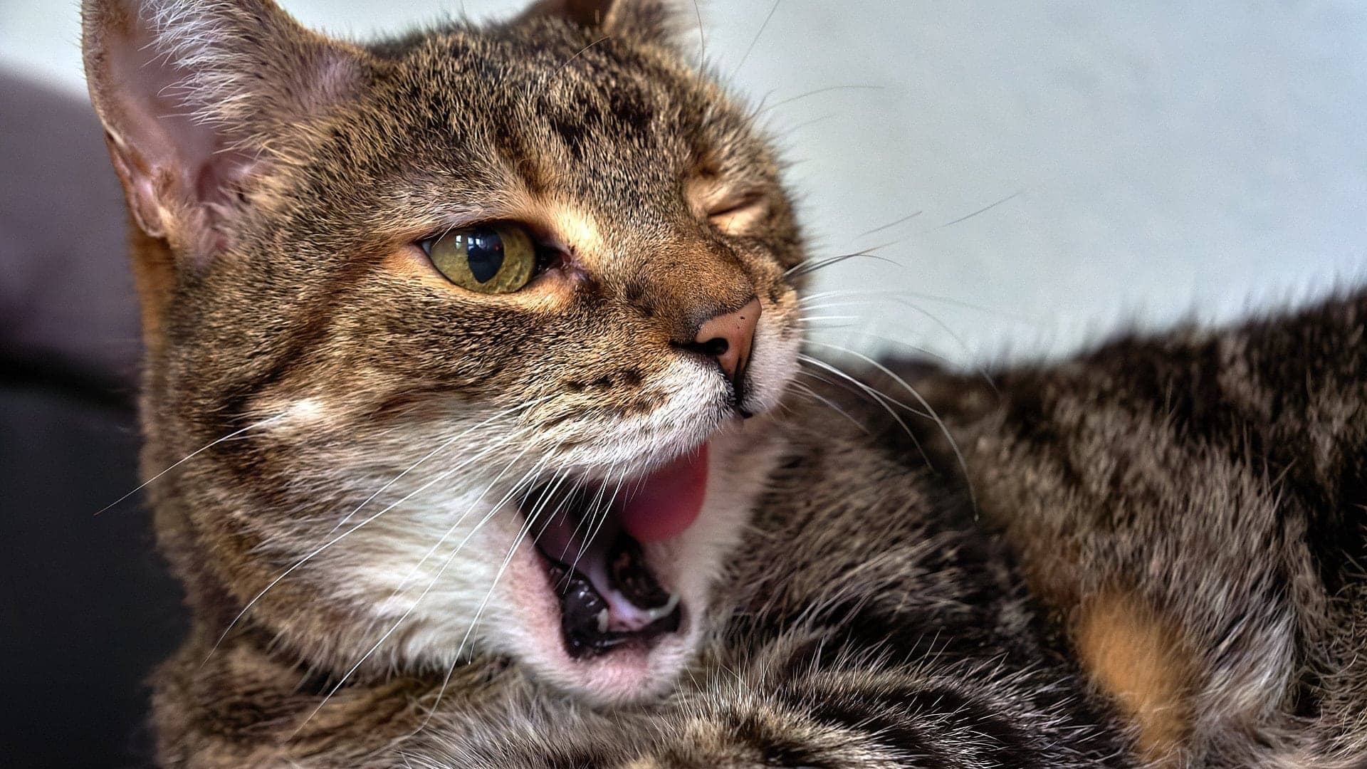 Tierwelt ©Image by Anna Sander