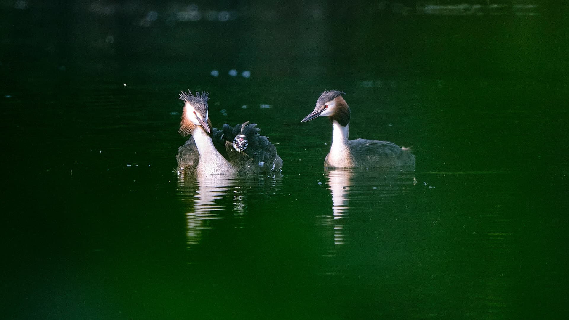 Vögel ©Image by Anna Sander