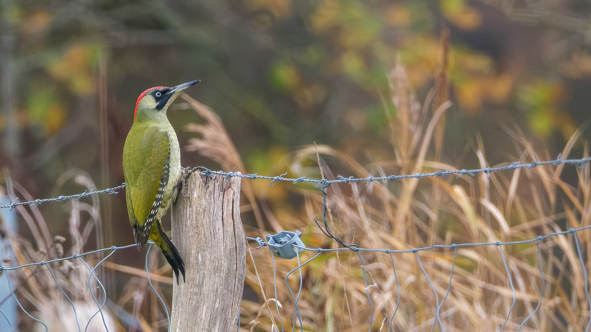 Schellbruch ©Image by Anna Sander