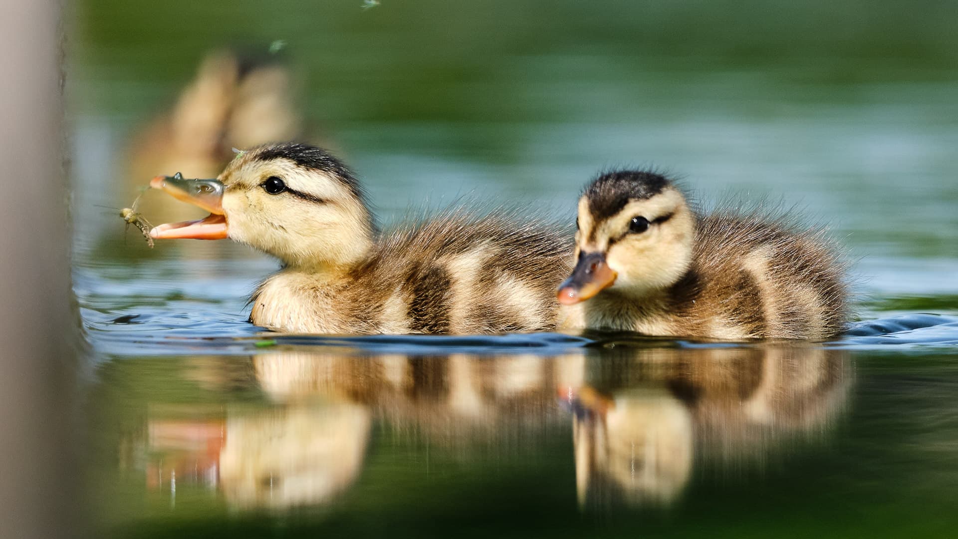 Entenküken Wasservogel ©Image by Anna Sander