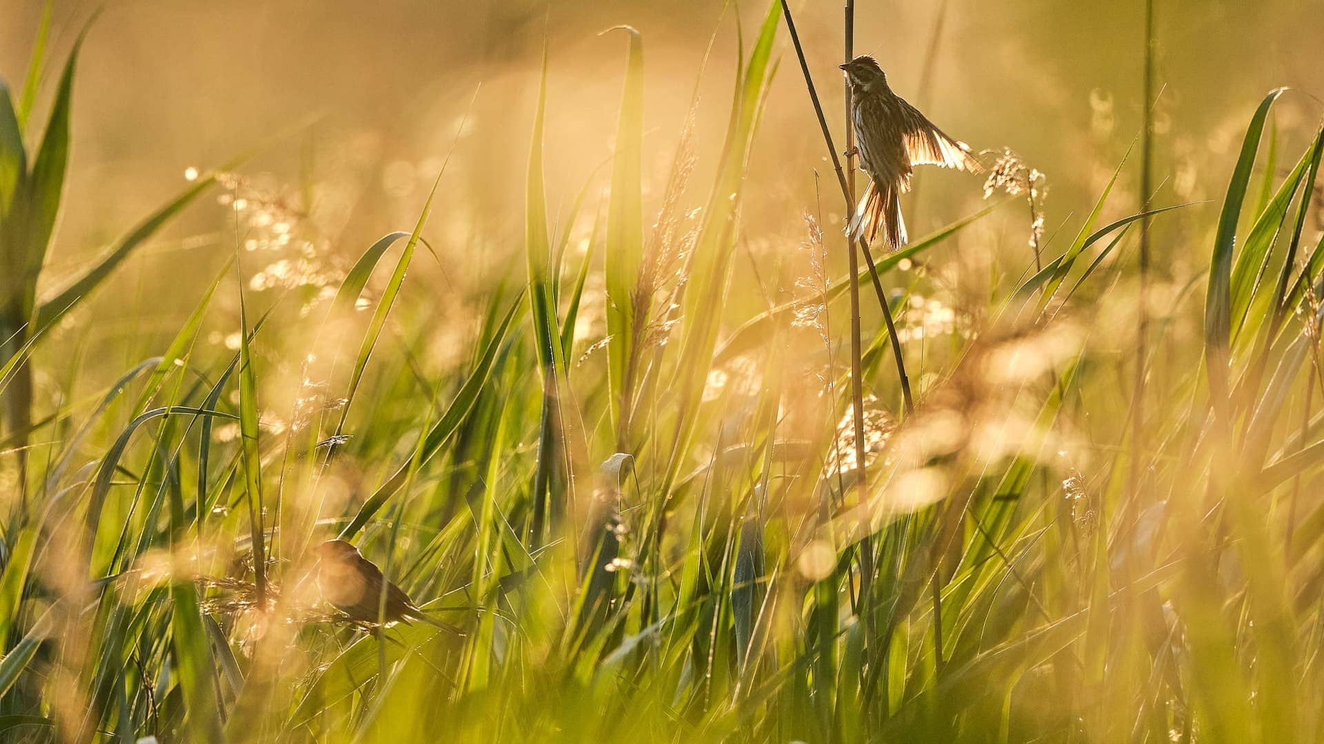 Schellbruch ©Image by Anna Sander