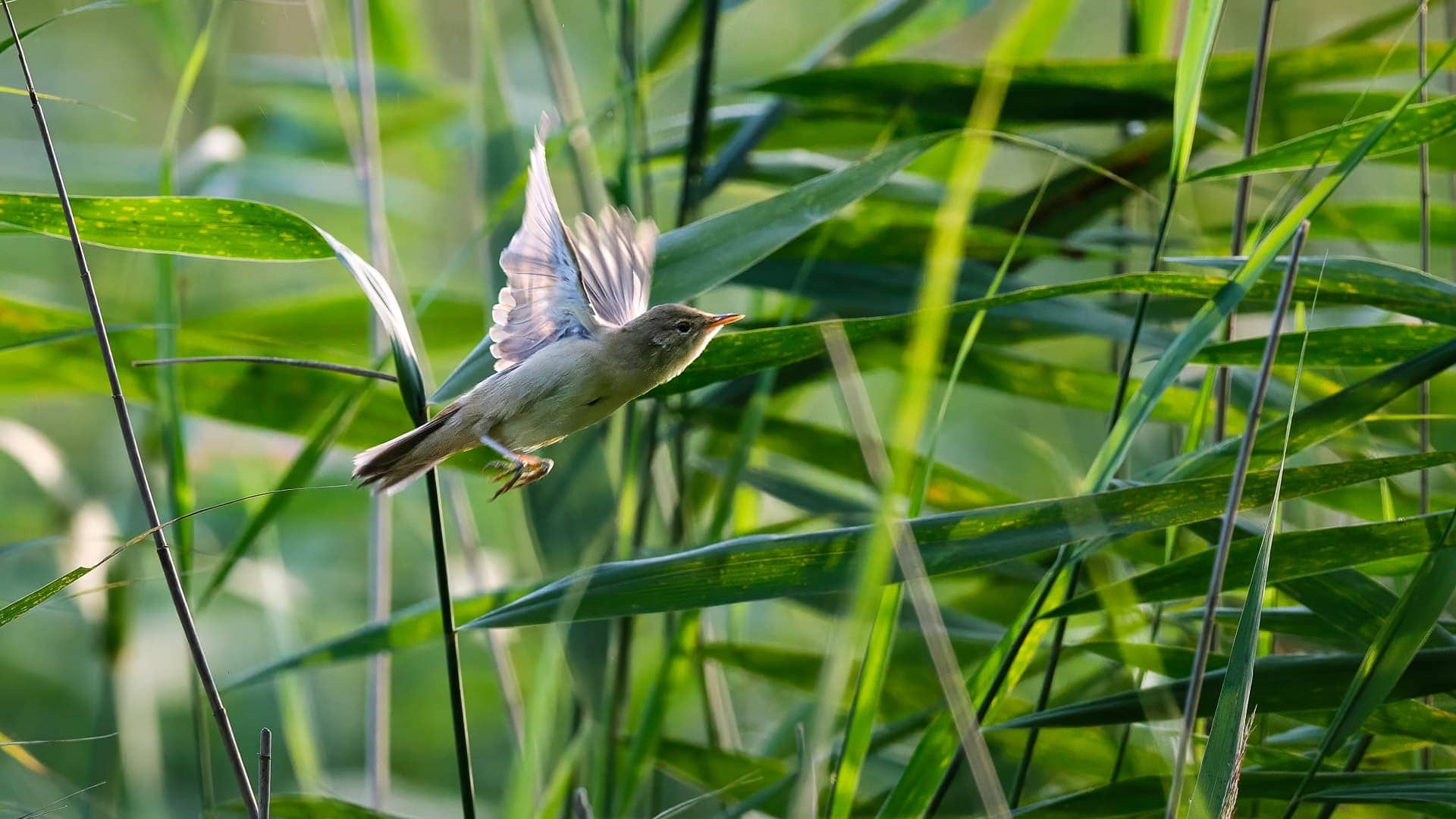 Schellbruch ©Image by Anna Sander