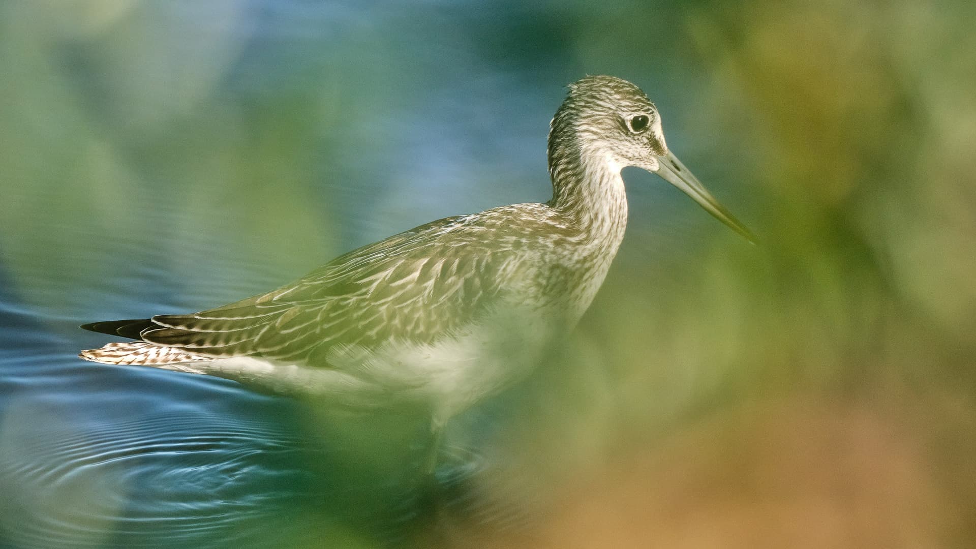Grünschenkel Watvogel ©Image by Anna Sander