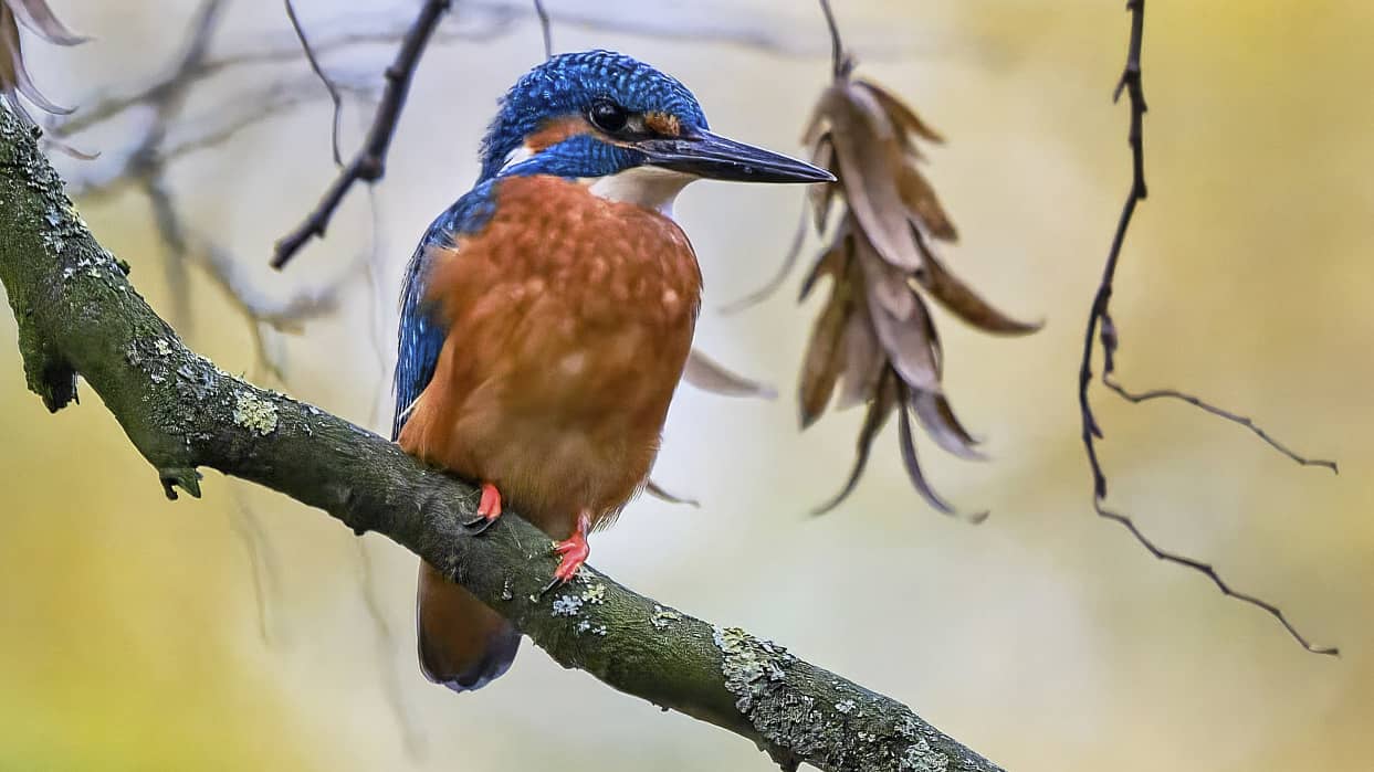 Eisvogel ©Image by Anna Sander