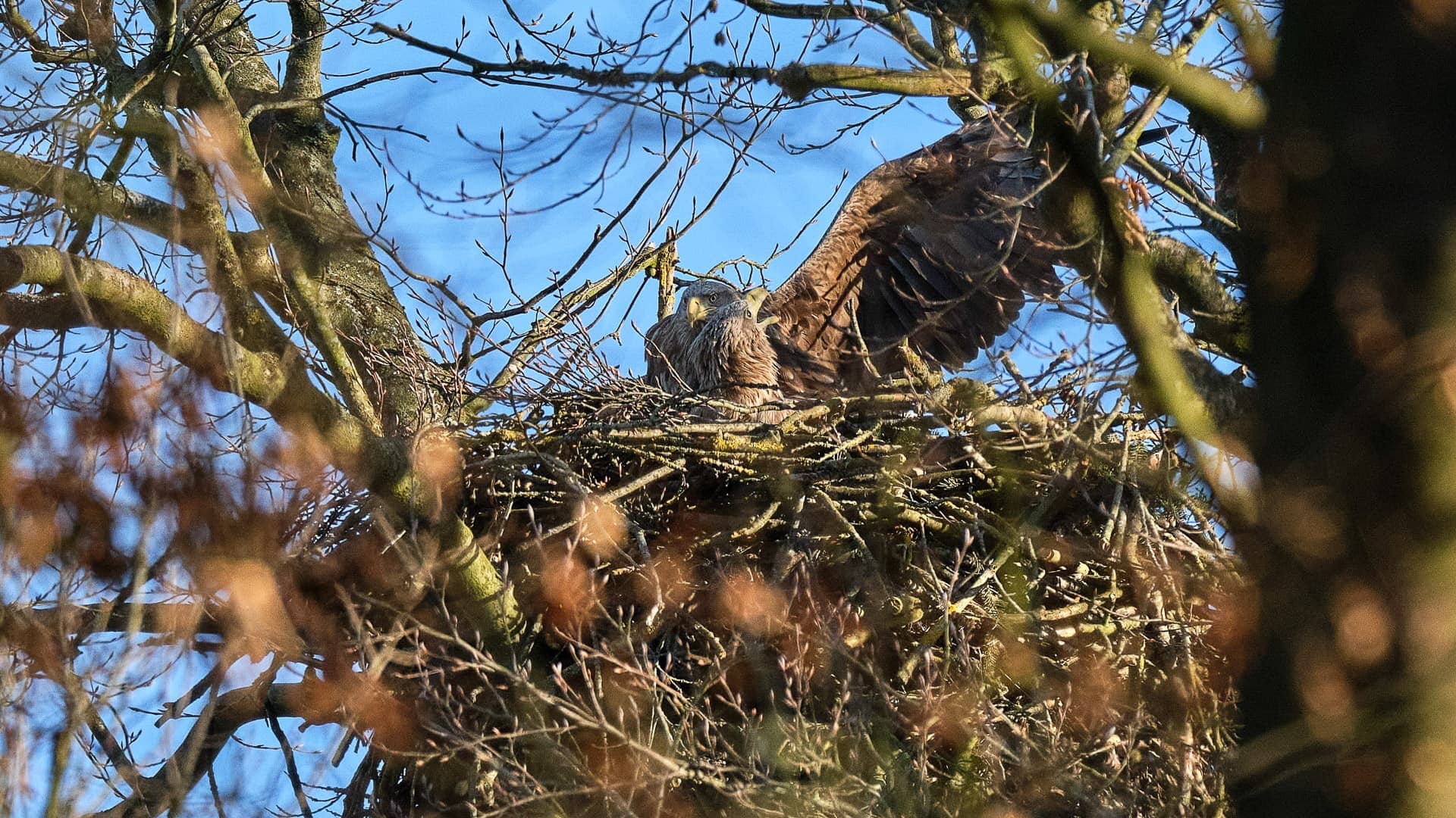 Seeadler ©Image by Anna Sander