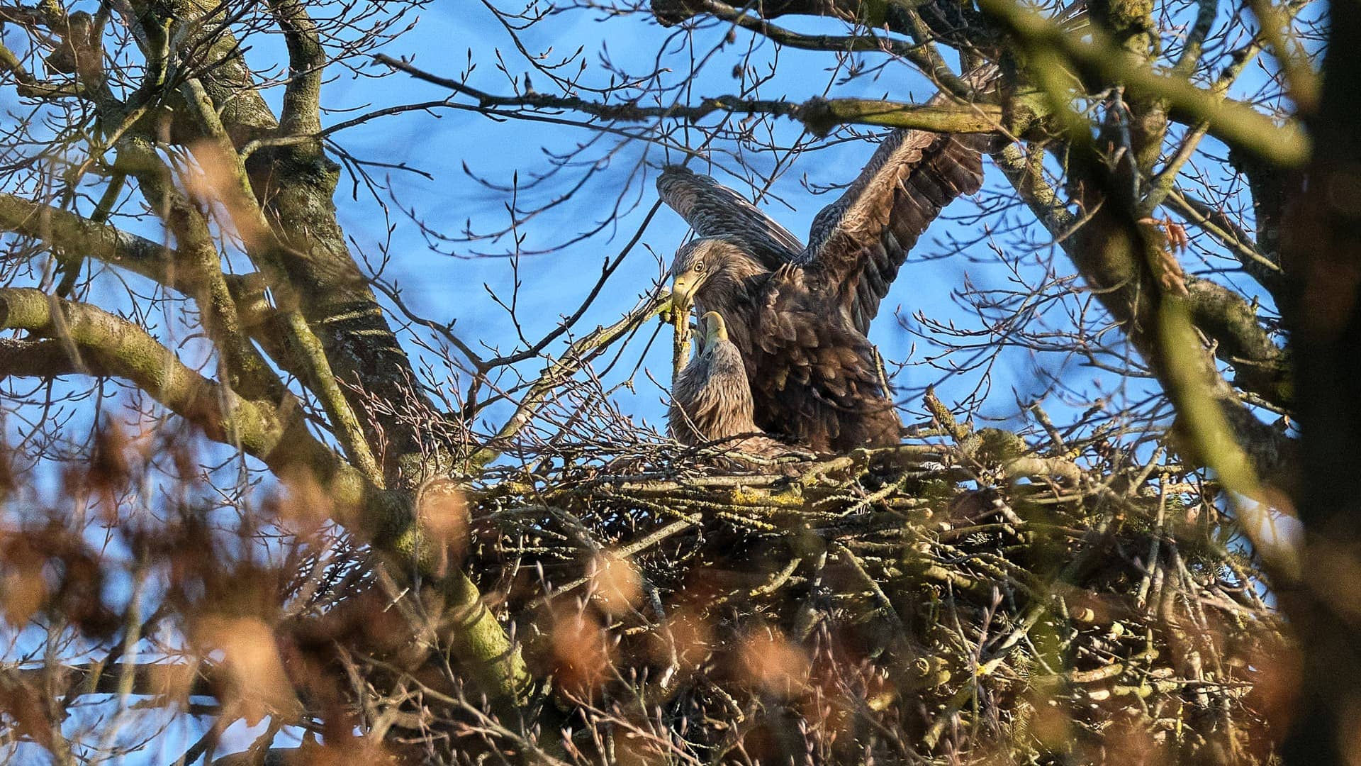 Seeadler ©Image by Anna Sander