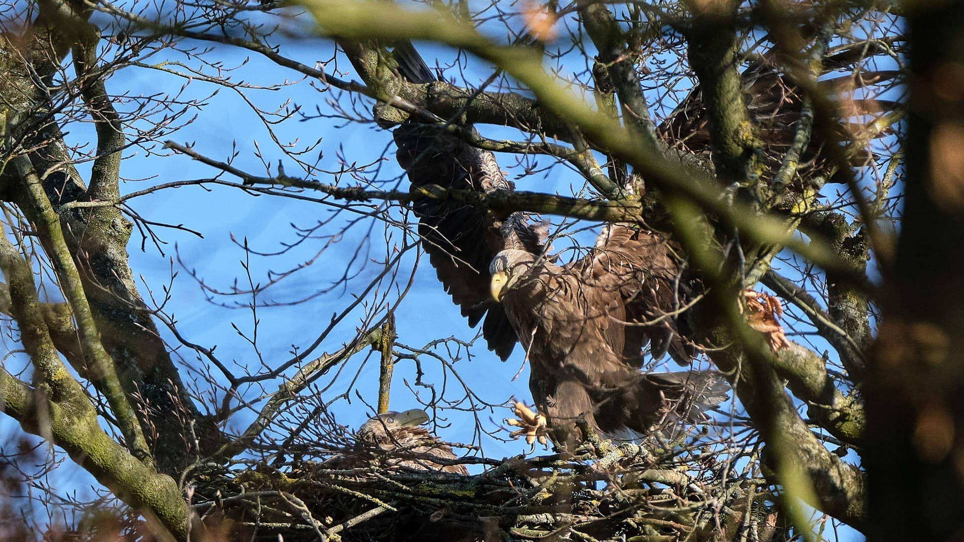 Seeadler ©Image by Anna Sander