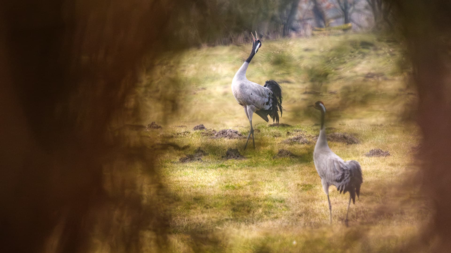 Kranich Feldvogel ©Image by Anna Sander