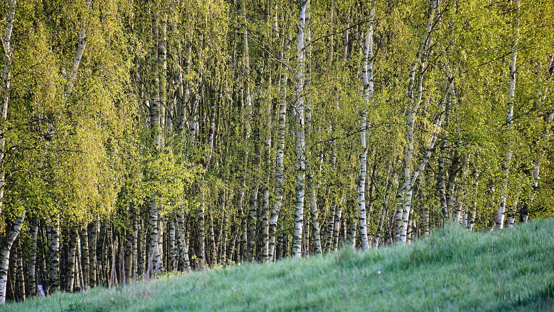 Landschaft ©Image by Anna Sander