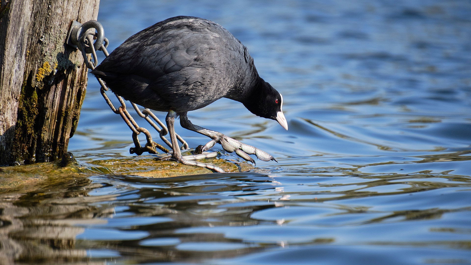 Mobirise Website Builder