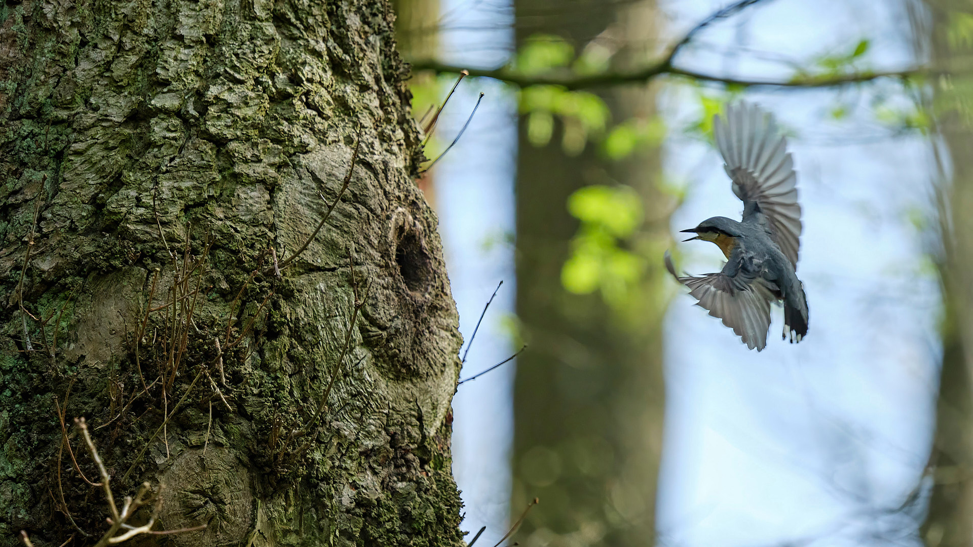 Mobirise Website Builder