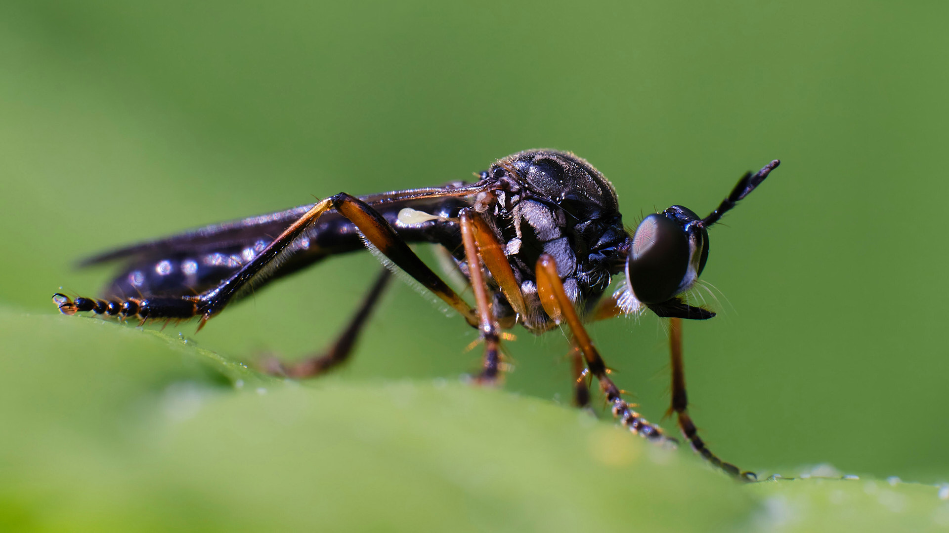 Mobirise Website Builder