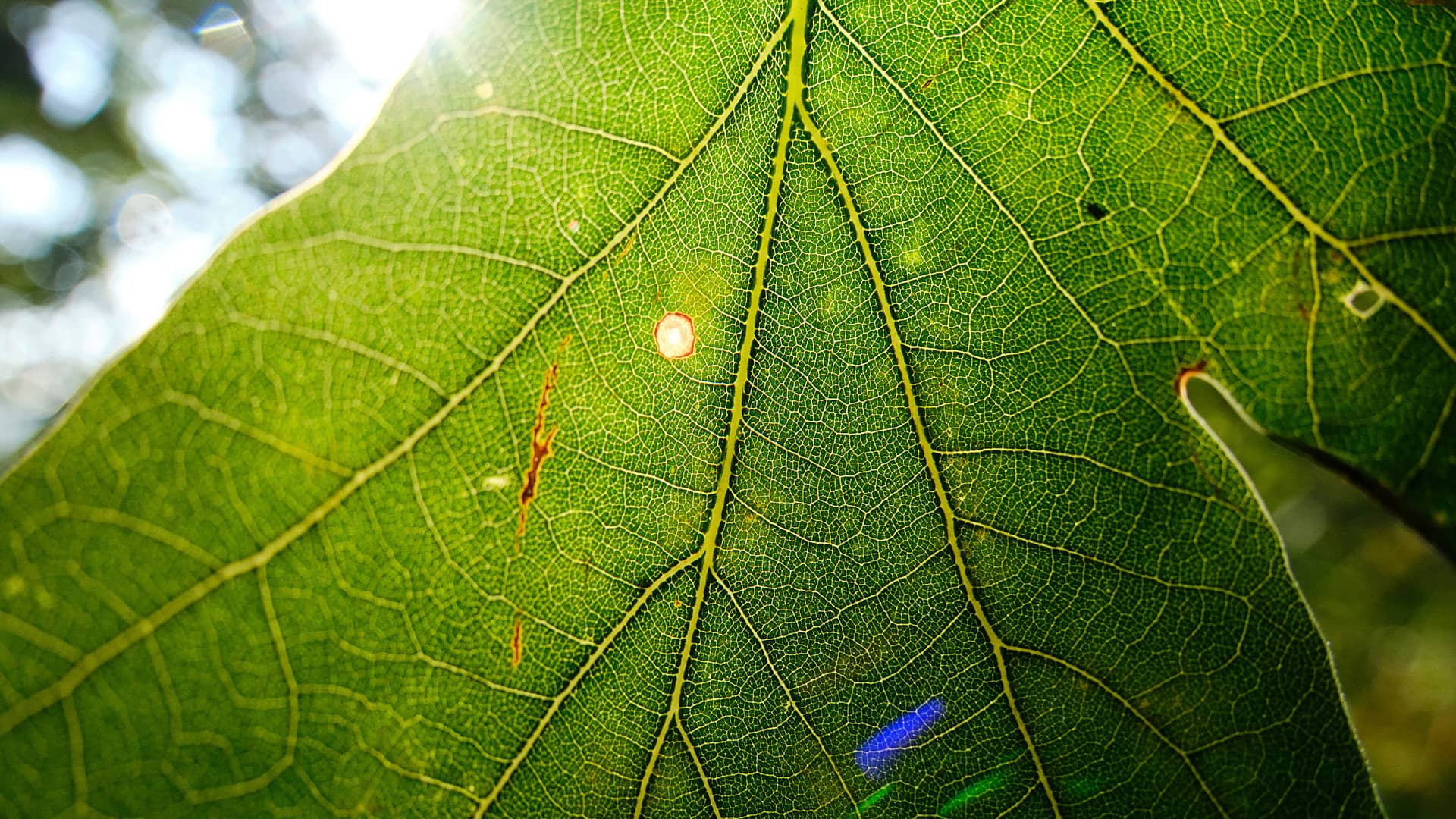 Makro Strukturen ©Image by Anna Sander