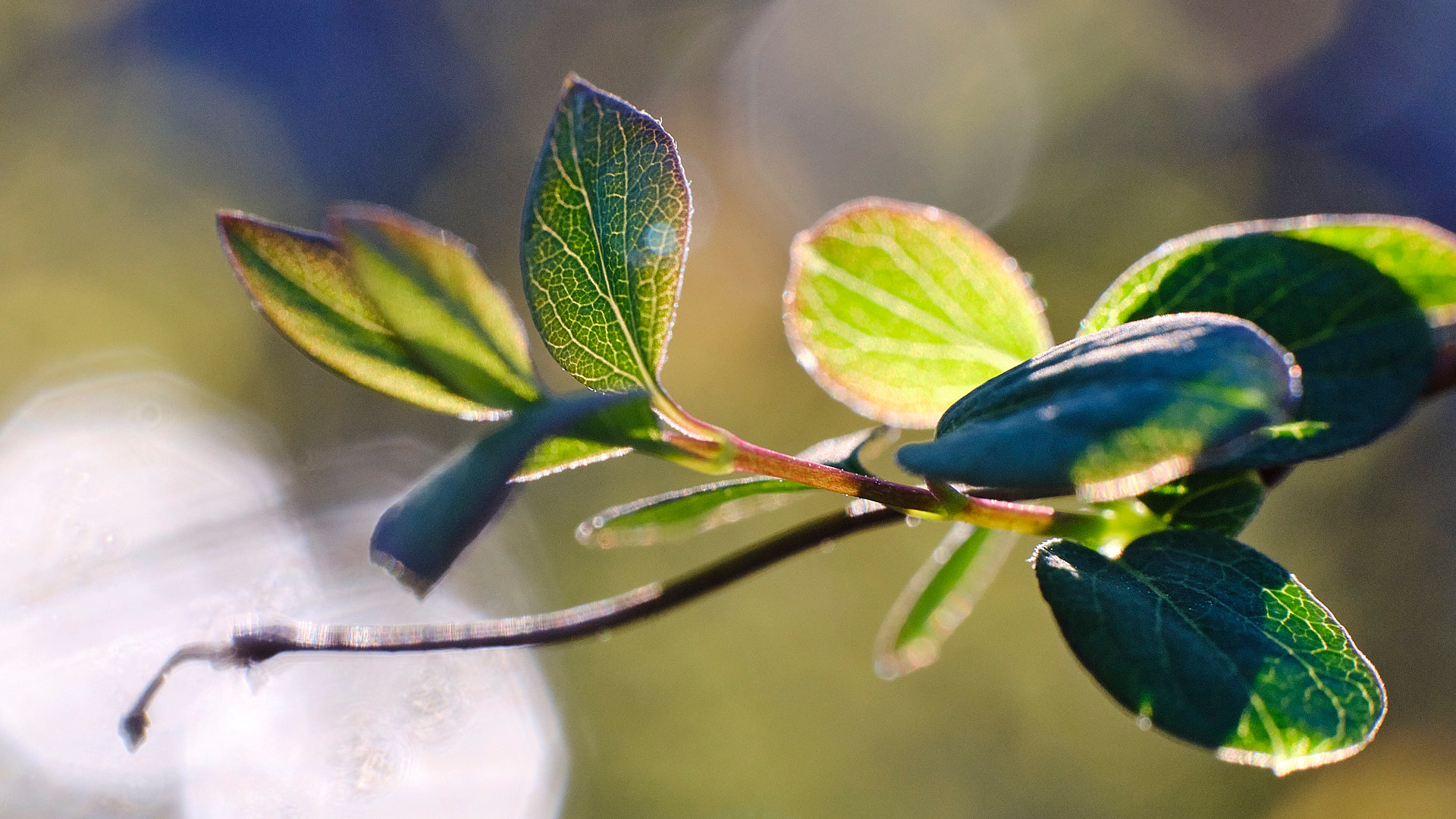 Mobirise Website Builder