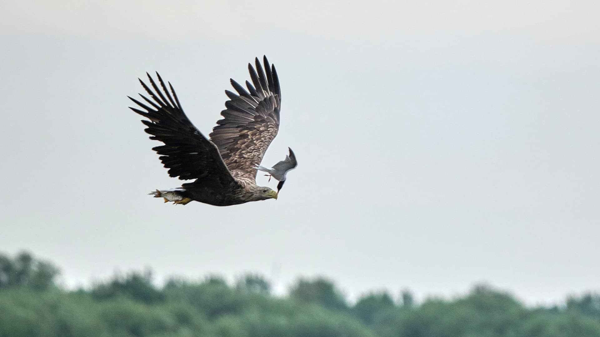 Seeadler ©Image by Anna Sander
