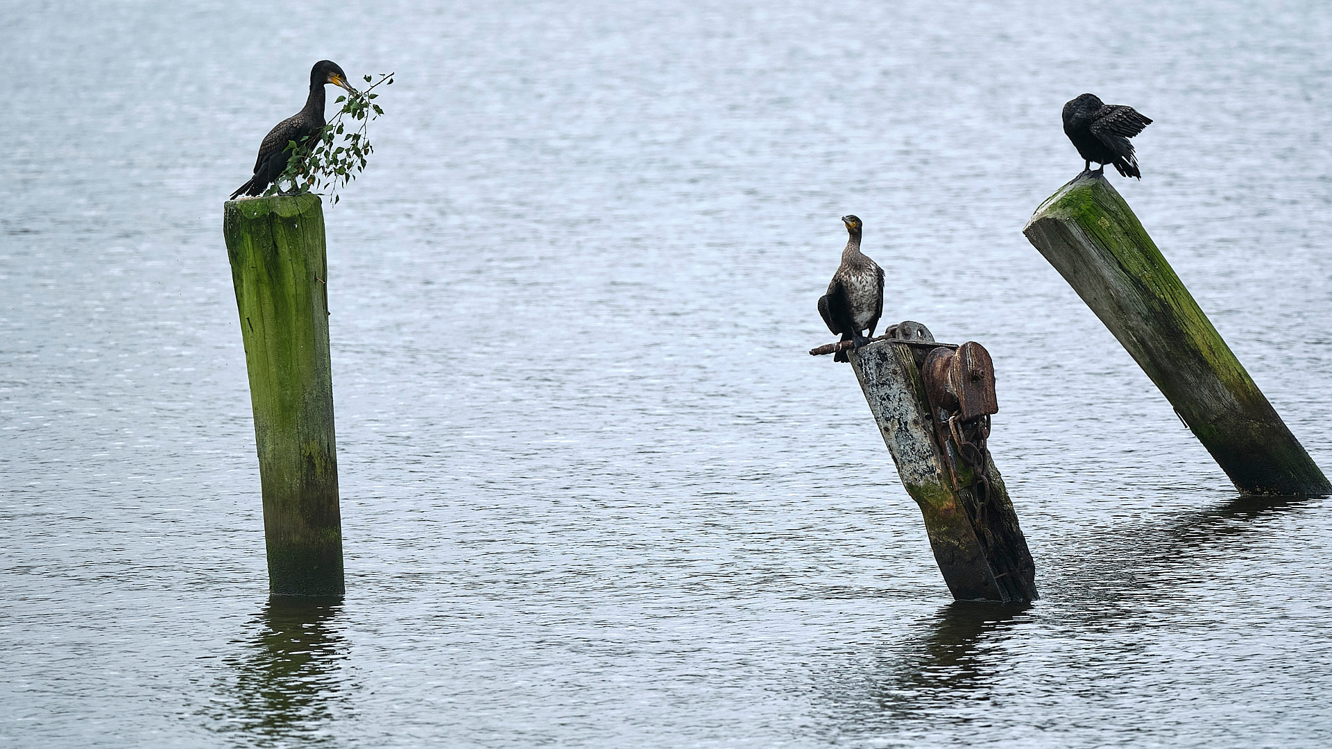 Mobirise Website Builder