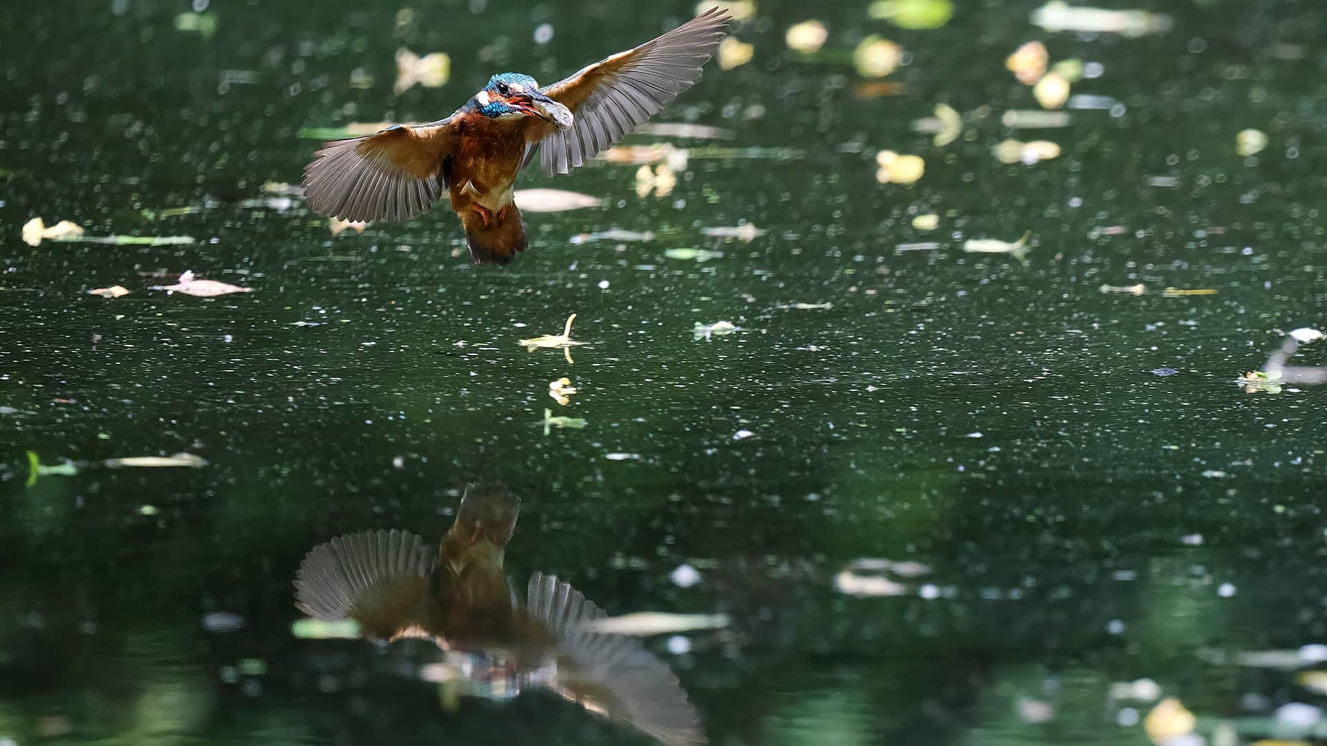 Eisvogel ©Image by Anna Sander