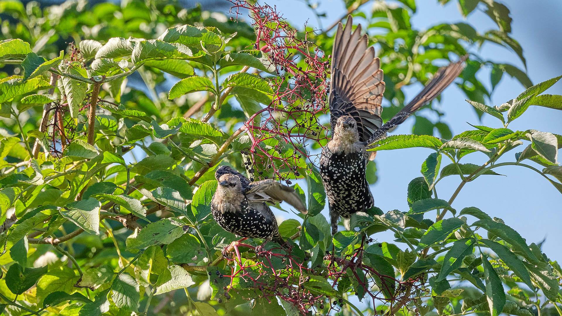 Mobirise Website Builder