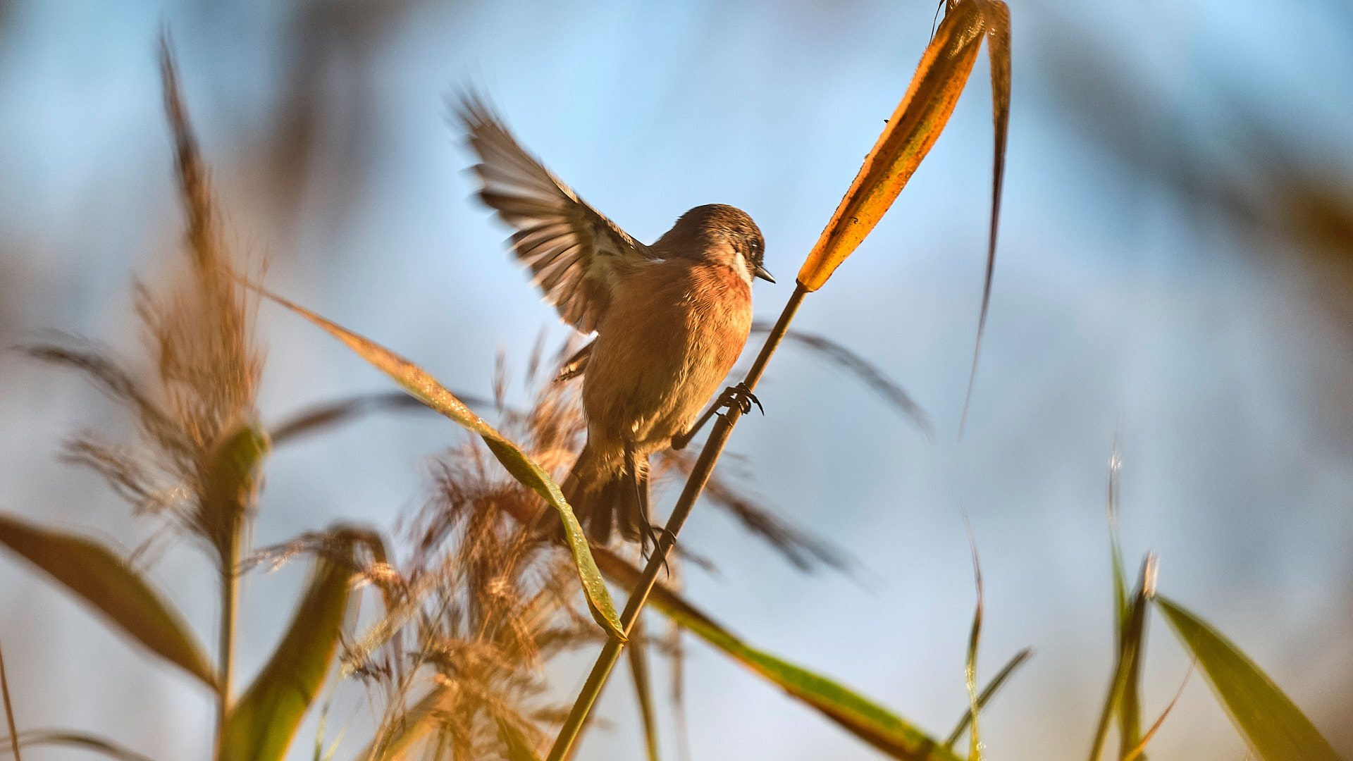 Mobirise Website Builder