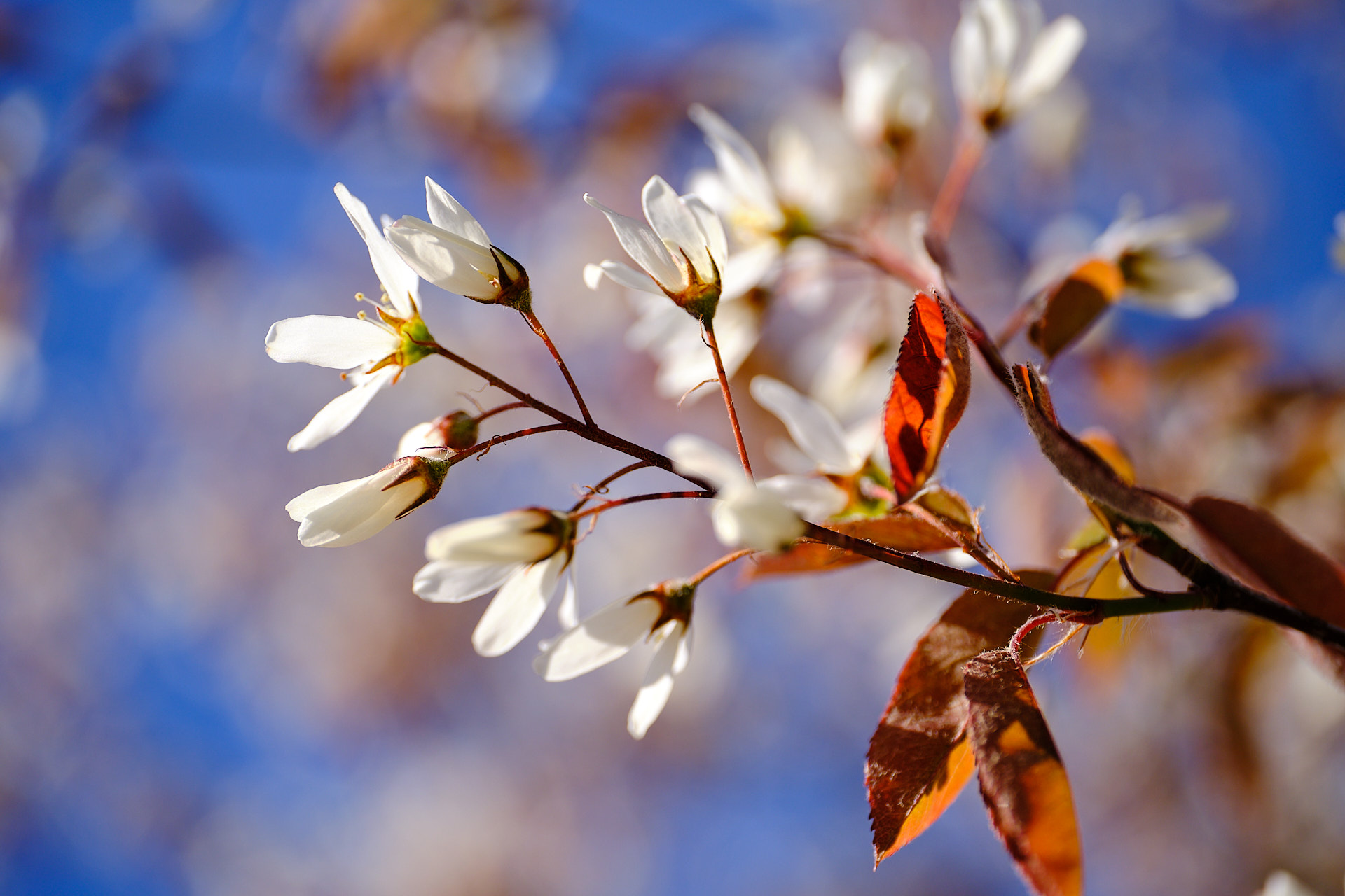 Mobirise Website Builder