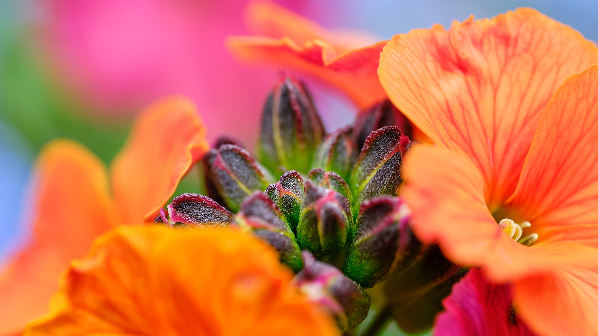 Mobirise Website Builder